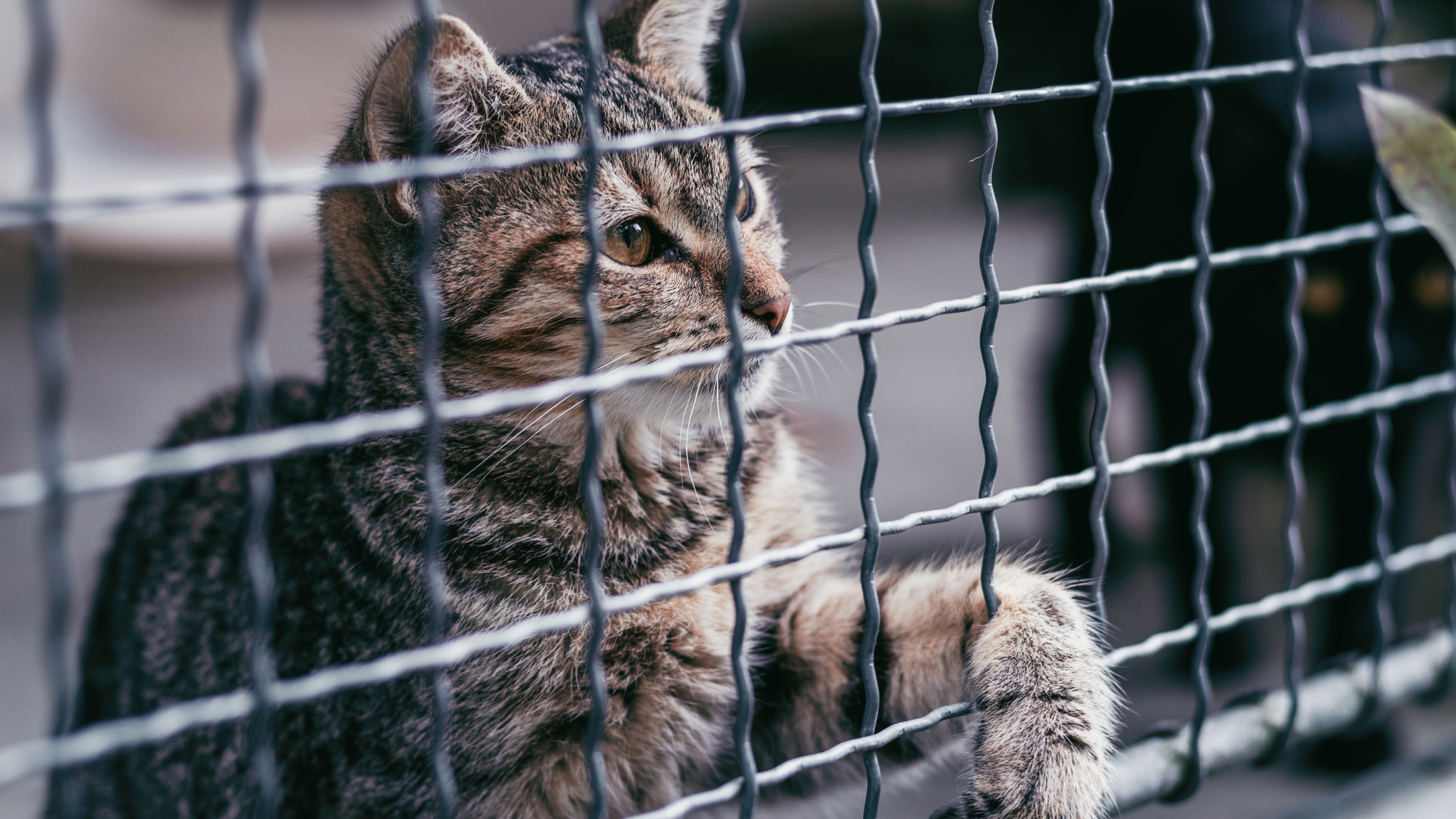 Koty w schronisku - adopcja zwierząt